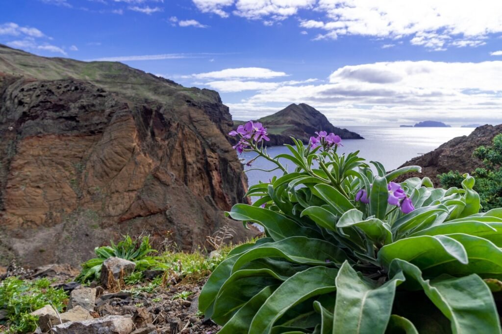 St Kitts and Nevis Passport